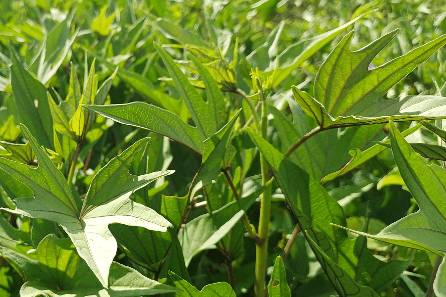 Vegetatively propagated crops